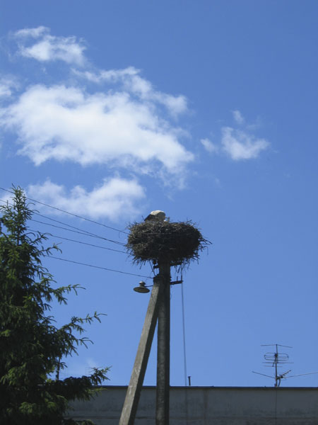 A stork's nest.